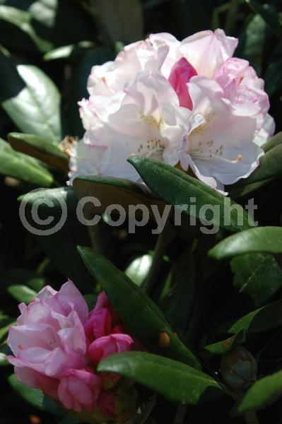 Pink blooms; Evergreen; Broadleaf