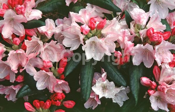 White blooms; Pink blooms; Evergreen; Broadleaf