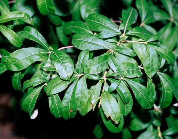 Red blooms; Orange blooms; Yellow blooms; Deciduous; Broadleaf