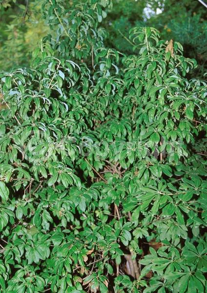 Red blooms; Orange blooms; Yellow blooms; Deciduous; Broadleaf