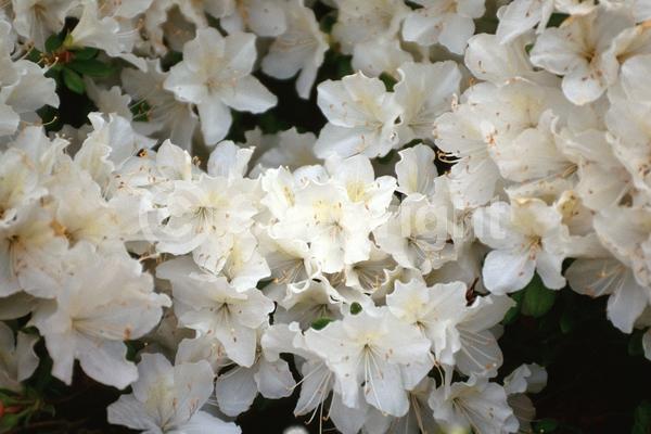 White blooms; Evergreen