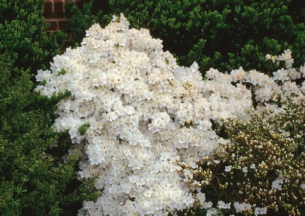 White blooms; Evergreen