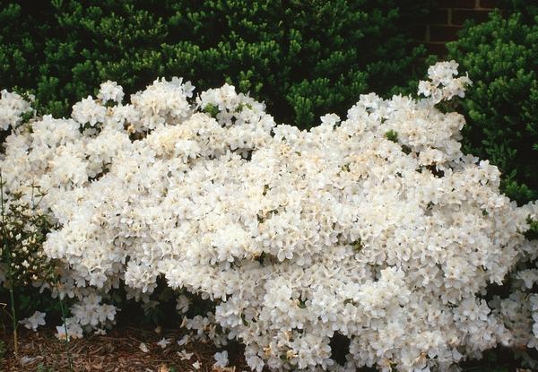 White blooms; Evergreen