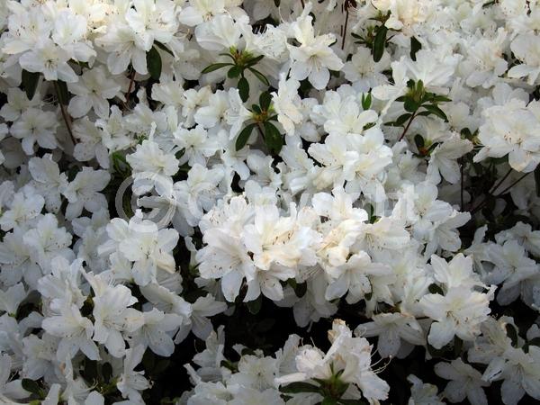 White blooms; Evergreen