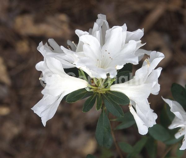 White blooms; Evergreen; Broadleaf