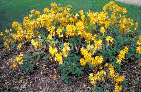 Red blooms; Yellow blooms; Deciduous; Broadleaf