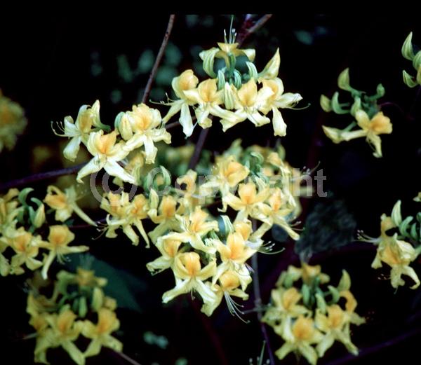 Yellow blooms; Deciduous; Broadleaf