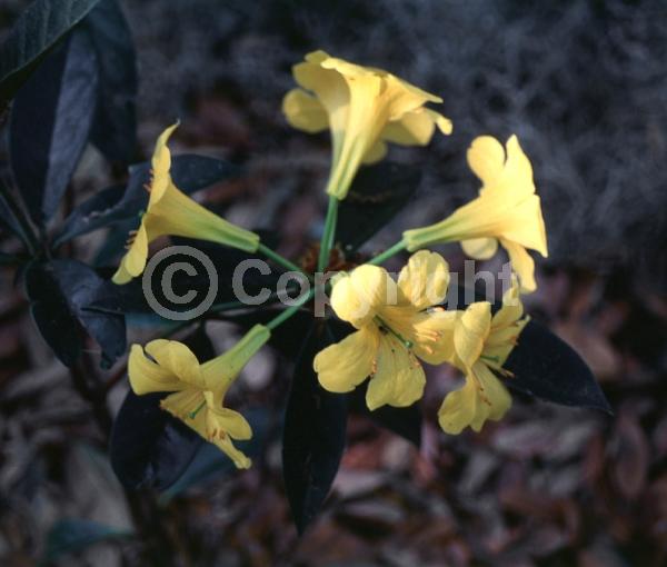Yellow blooms; Deciduous; Broadleaf
