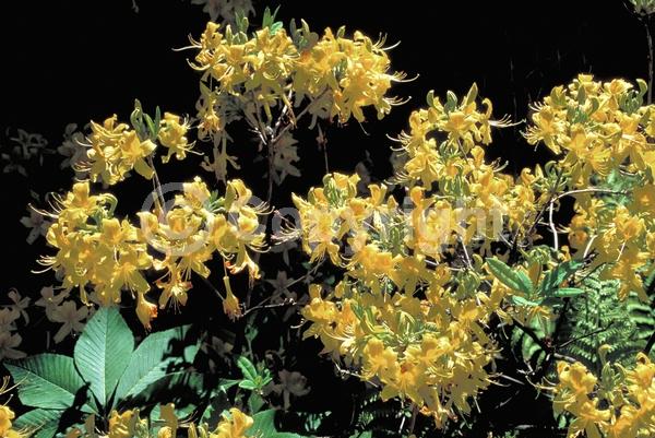 Yellow blooms; Deciduous; Broadleaf