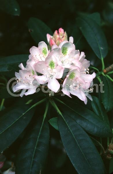 Purple blooms; White blooms; Pink blooms; Evergreen; Broadleaf
