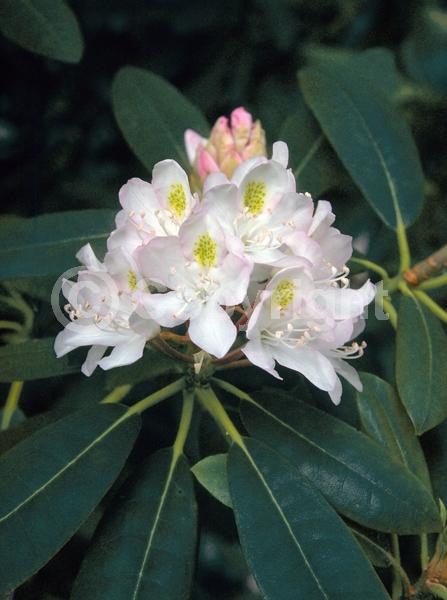 Orange blooms; Yellow blooms; Purple blooms; White blooms; Pink blooms; Evergreen; Broadleaf; North American Native