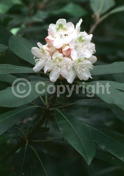 Orange blooms; Yellow blooms; Purple blooms; White blooms; Pink blooms; Evergreen; Broadleaf; North American Native