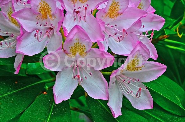 Orange blooms; Yellow blooms; Purple blooms; White blooms; Pink blooms; Evergreen; Broadleaf; North American Native