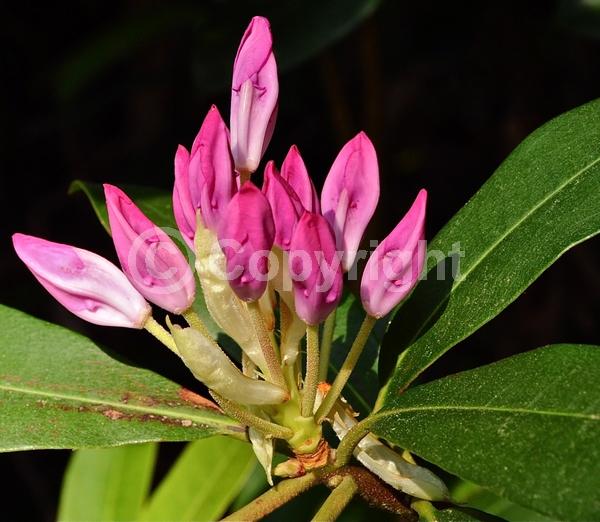 Orange blooms; Yellow blooms; Purple blooms; White blooms; Pink blooms; Evergreen; Broadleaf; North American Native
