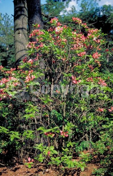 Pink blooms; Deciduous; Broadleaf