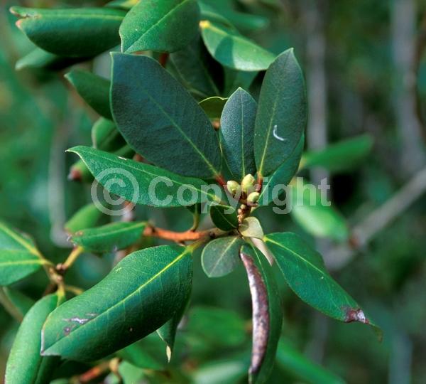 Purple blooms; White blooms; Pink blooms; Evergreen; Broadleaf; North American Native