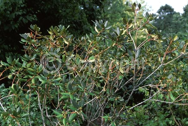 Purple blooms; White blooms; Pink blooms; Evergreen; Broadleaf; North American Native