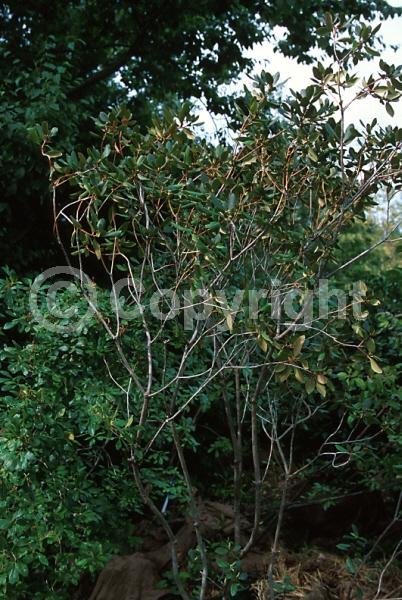 Purple blooms; White blooms; Pink blooms; Evergreen; Broadleaf; North American Native