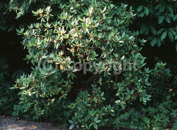 Purple blooms; White blooms; Pink blooms; Evergreen; Broadleaf; North American Native