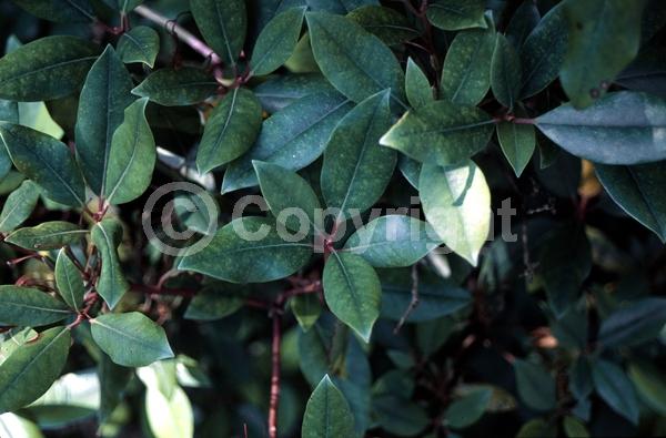 Purple blooms; White blooms; Pink blooms; Evergreen; Broadleaf; North American Native