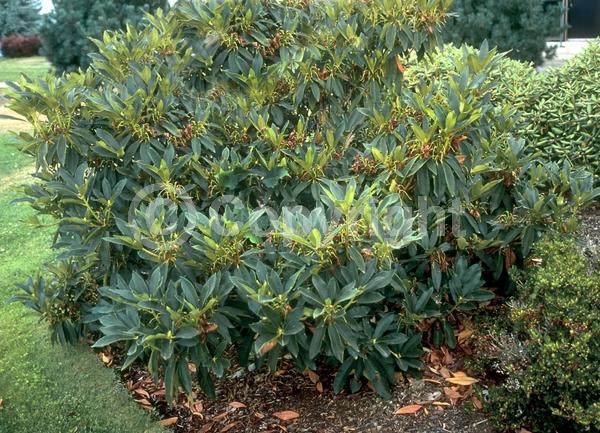 Purple blooms; White blooms; Pink blooms; Evergreen; Broadleaf; North American Native