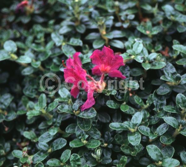 Purple blooms; Semi-evergreen