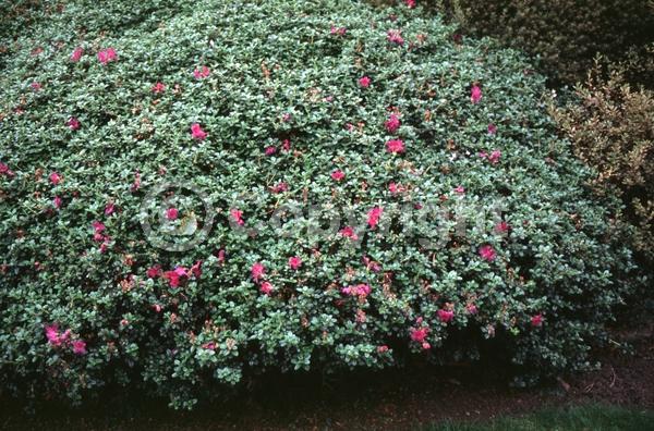 Purple blooms; Semi-evergreen