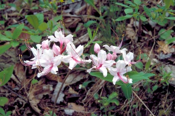 Pink blooms; Deciduous; Broadleaf; North American Native