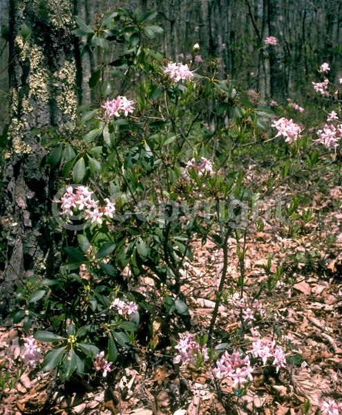 Pink blooms; Deciduous; Broadleaf; North American Native