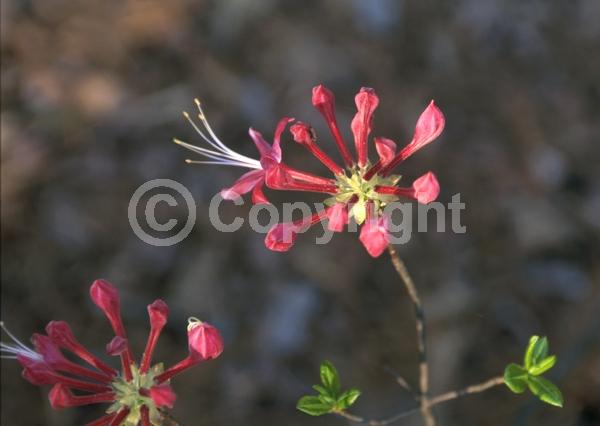 Pink blooms; Deciduous; Broadleaf; North American Native