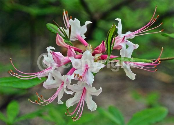 Pink blooms; Deciduous; Broadleaf; North American Native