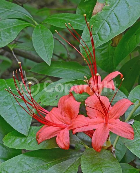 Red blooms; Orange blooms; Salmon blooms; Deciduous; Broadleaf; North American Native
