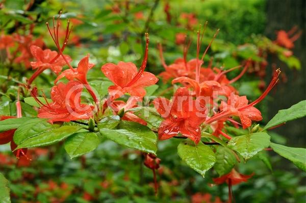 Red blooms; Orange blooms; Salmon blooms; Deciduous; Broadleaf; North American Native