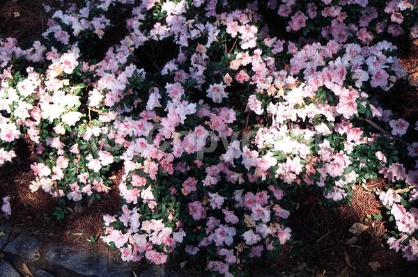 Red blooms; White blooms; Pink blooms; Lavender blooms; Salmon blooms; Evergreen