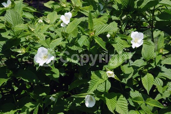 White blooms; Deciduous