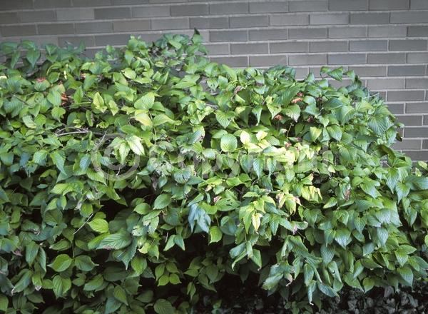 White blooms; Deciduous