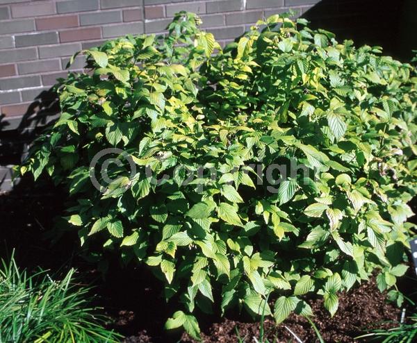 White blooms; Deciduous