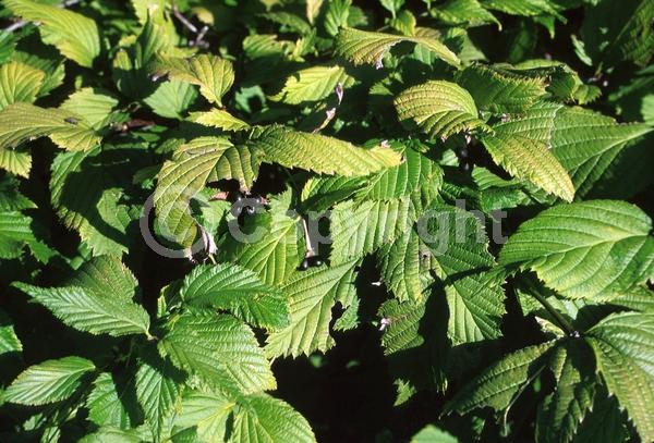 White blooms; Deciduous