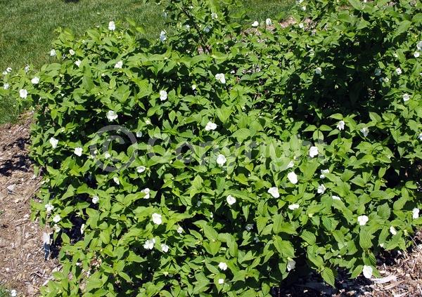 White blooms; Deciduous
