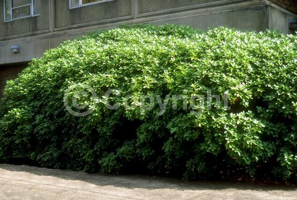 Pink blooms; Lavender blooms; Evergreen; Needles or needle-like leaf