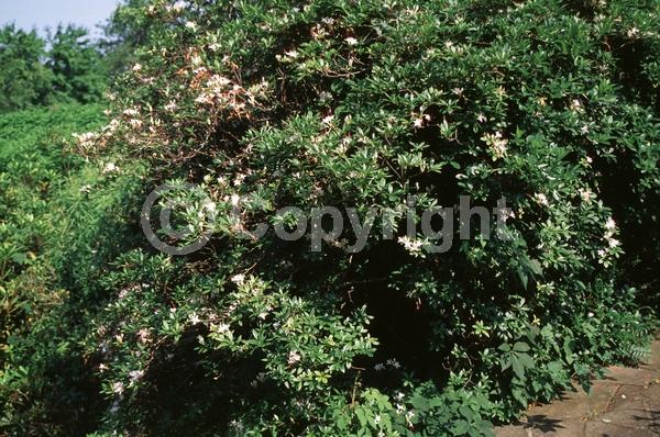 White blooms; Pink blooms; Deciduous; North American Native