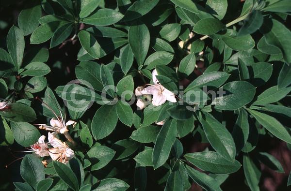 White blooms; Pink blooms; Deciduous; North American Native