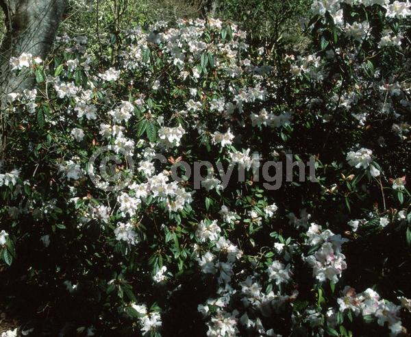 White blooms; Evergreen; Broadleaf