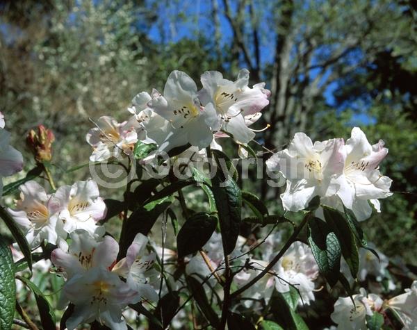 White blooms; Evergreen; Broadleaf