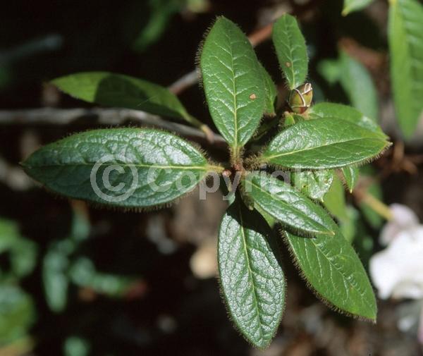 White blooms; Evergreen; Broadleaf