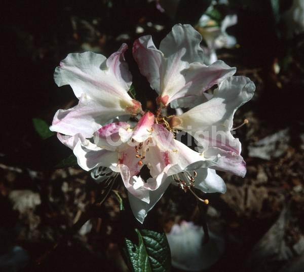 White blooms; Evergreen; Broadleaf