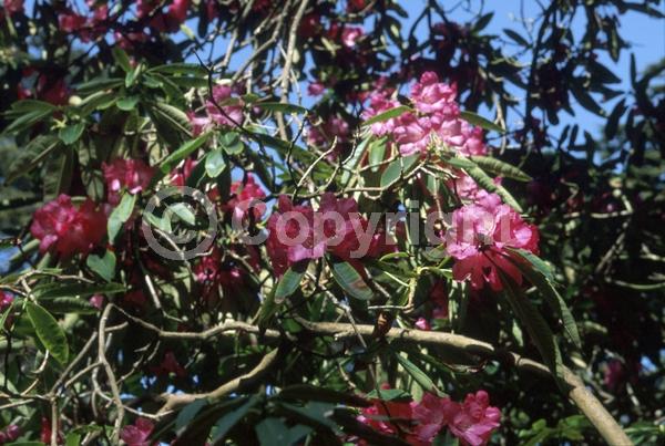 Pink blooms; Evergreen; Broadleaf