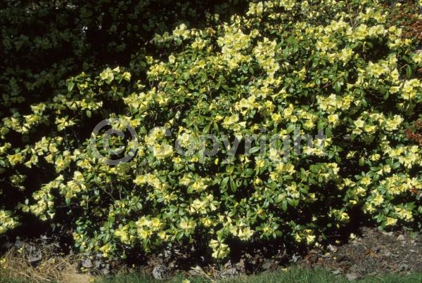 Yellow blooms; Evergreen; Broadleaf