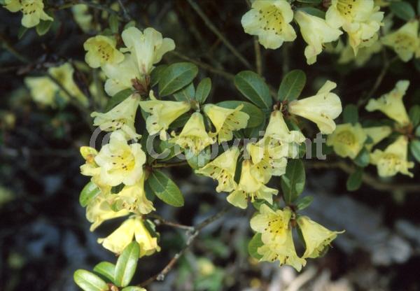 Yellow blooms; Evergreen; Broadleaf