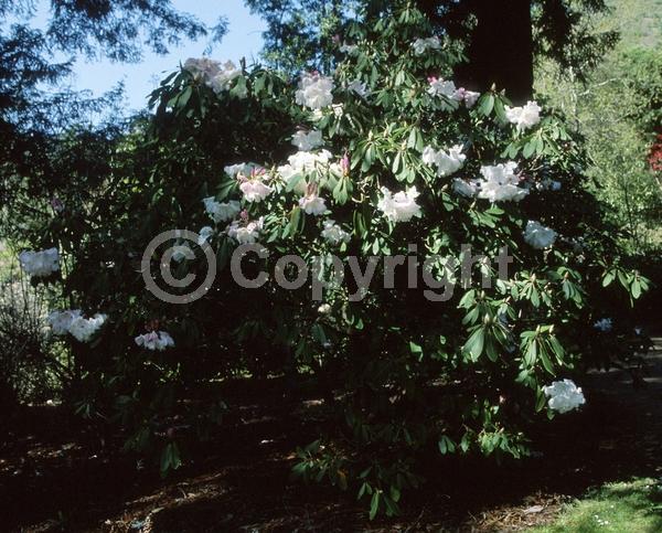 White blooms; Evergreen; Broadleaf